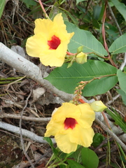 Mandevilla scabra
