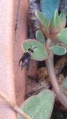 Schizocerella pilicornis