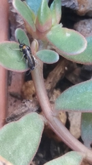 Schizocerella pilicornis