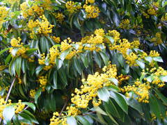 Pittosporum brevicalyx