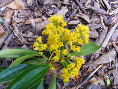 Pittosporum brevicalyx