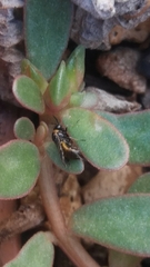 Schizocerella pilicornis