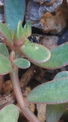 Schizocerella pilicornis