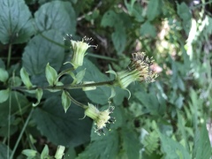 Rugelia nudicaulis