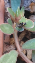 Schizocerella pilicornis