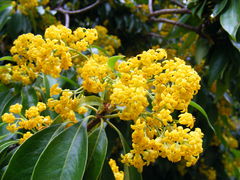 Pittosporum brevicalyx