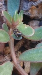 Schizocerella pilicornis
