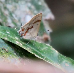 Rubroserrata ecbatana