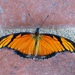 Mariposa Pasionaria Alas Largas de Las Antillas - Photo (c) Carlos Schmidtutz, algunos derechos reservados (CC BY-NC), subido por Carlos Schmidtutz