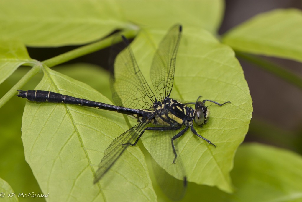 Northern Pygmy Clubtail