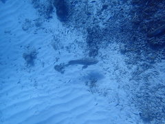 Epinephelus malabaricus