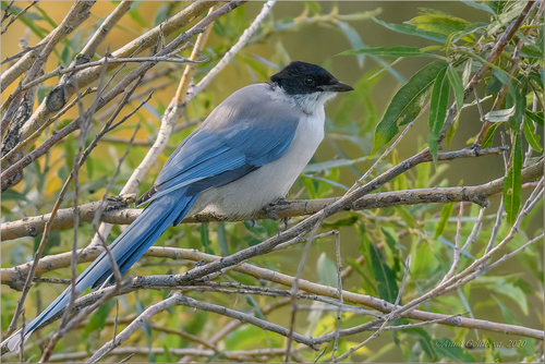 Azure-winged Magpie