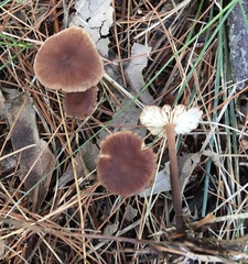 Collybiopsis biformis