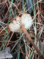 Collybiopsis biformis