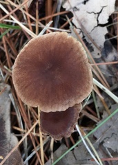 Collybiopsis biformis