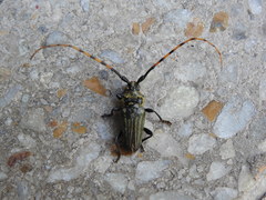 Retrachydes thoracicus