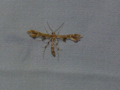 Geina periscelidactylus