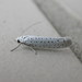 Bird-cherry Ermine - Photo (c) Donald Hobern, some rights reserved (CC BY)