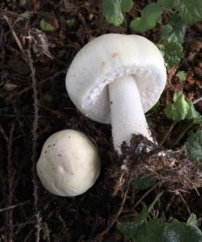 Agaricus arvensis — no rights reserved