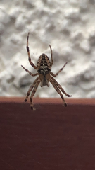 Araneus diadematus
