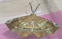 Syllectra