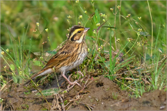 Emberiza chrysophrys