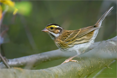 Emberiza chrysophrys