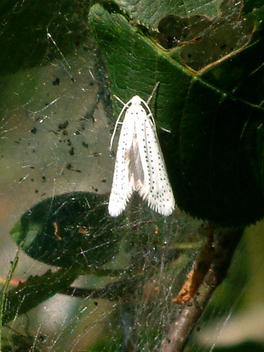 Bird-cherry Ermine
