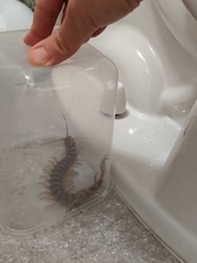 Scolopendra alternans