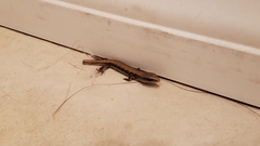 Elgaria multicarinata webbii