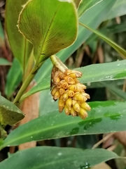 Renealmia heleniae