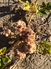 Glehnia littoralis