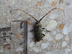 Retrachydes thoracicus