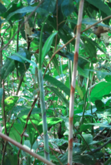 Costus stenophyllus