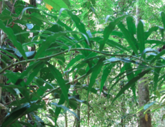 Costus stenophyllus