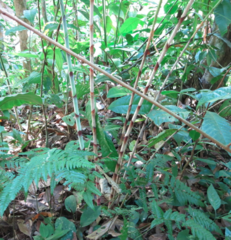Costus stenophyllus