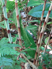 Costus stenophyllus