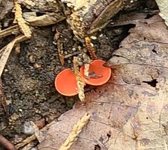 Sarcoscypha occidentalis