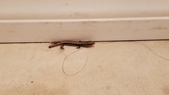 Elgaria multicarinata webbii