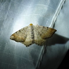 Macaria transitaria