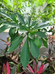 Crescentia linearifolia