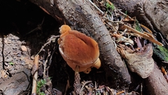 Bondarzewia occidentalis