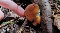 Bondarzewia occidentalis