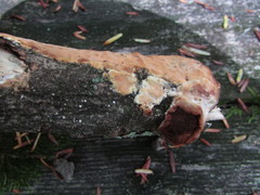 Scytinostroma artocreas