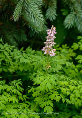 Corydalis caseana brandegeei