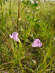 Agalinis aspera