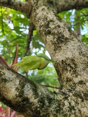 Crescentia linearifolia