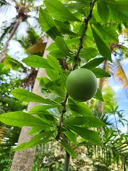 Crescentia linearifolia