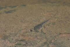 Hyla arenicolor