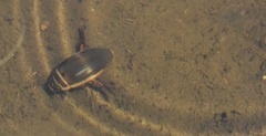 Dytiscus habilis